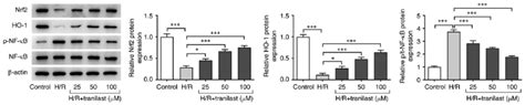 Tranilast activates Nrf2 HO 1 NF κB signalling in H R induced H9c2