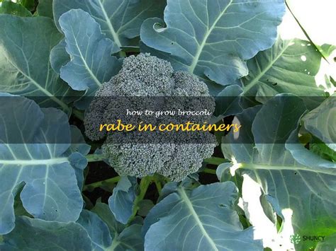 Container Gardening 101 Growing Broccoli Rabe With Ease Shuncy