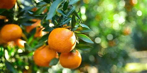 Citrus Tree Care In Southern California Anawalt Lumber Blog
