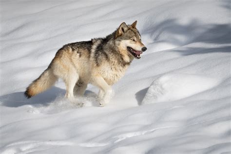 Yellowstone Winter Photography Tours & Workshops | Aaron's Photo Tours