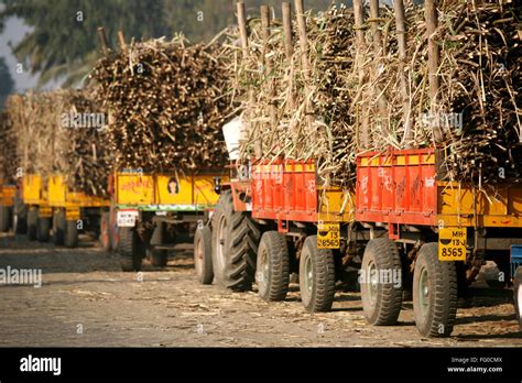 Loads Of Sugarcane In Trolleys Pulled By Tractors Parked In Queue At