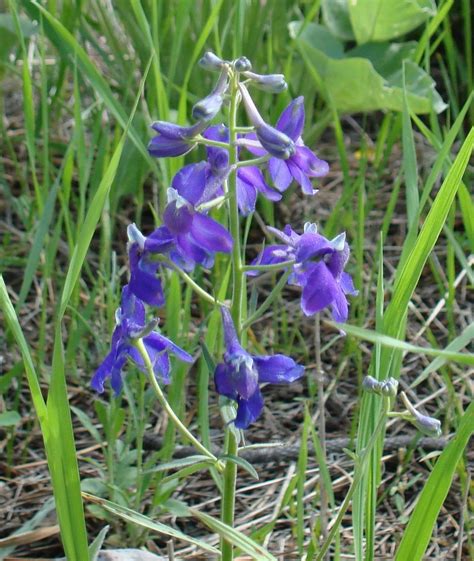 Wyomings Wildflowers Pretty But Deadly Open Spaces