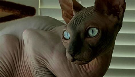 Sphynx | Sphynx, Animals, Cats