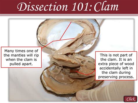 Ppt Reasons To Use The Dissection Video And Accompanying Powerpoint