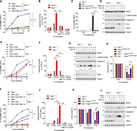 Tbk1 Suppresses Ripk1 Driven Apoptosis And Inflammation During