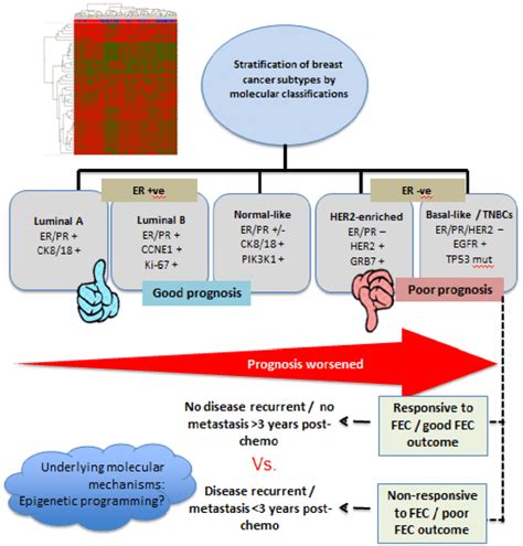 Molecular Classification Of Breast Cancer Based On Gene Expression