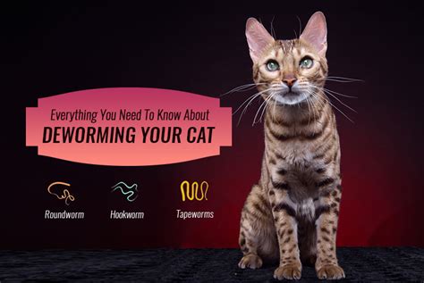 Everything You Need To Know About Deworming Your Cat