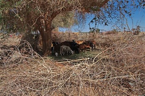 Premium Photo Goats In The Small Village On Nile River