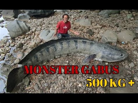 Ikan Gabus Haruan Terbesar 500 KG YouTube