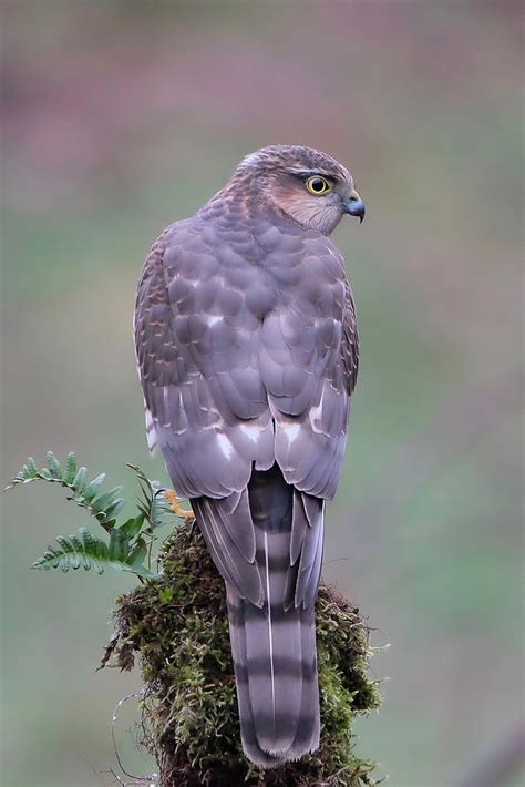 Juvenile Sparrowhawk Taken On My Trip To Scotland Nature Through A