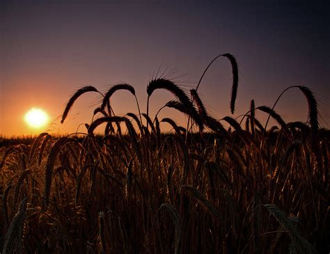 Wheat Photograph By Patrick Bourke Fine Art America