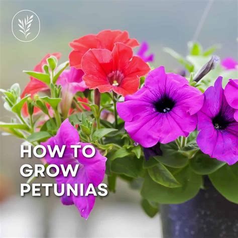 How To Grow Petunias Essential Care Tips For Vibrant Blooms