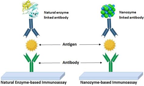 Schematic Depiction Of Both Natural Enzyme Based Immunoassay And Download Scientific Diagram