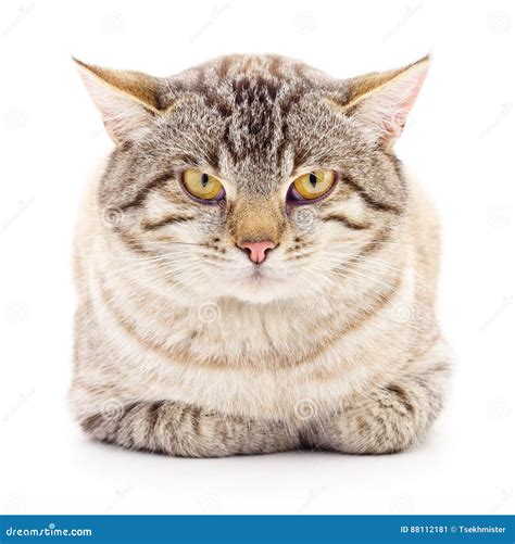 Gato Em Um Fundo Branco Imagem De Stock Imagem De Fofofo