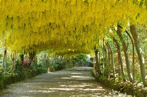 Why Laburnum Is Called The Golden Rain Tree Dr Vidya Hattangadi