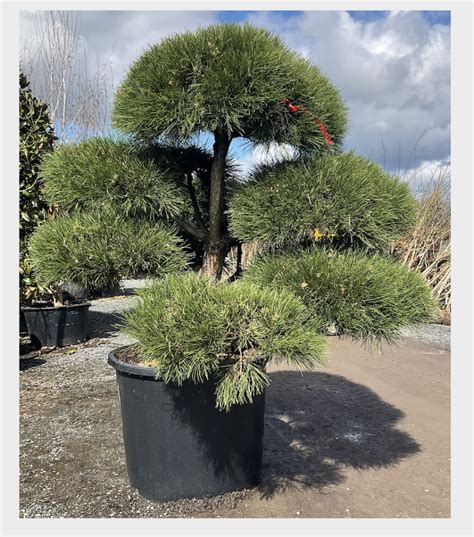 Pinus Nigra Nigra Cloud Form Caragh Nurseries