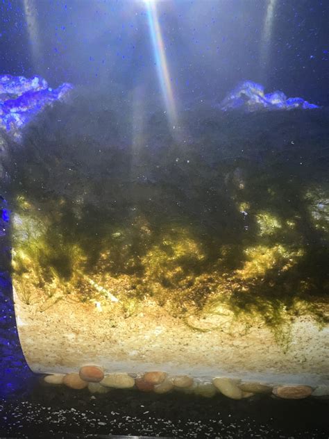 What kind of algae is this? Saltwater tank : r/Aquariums