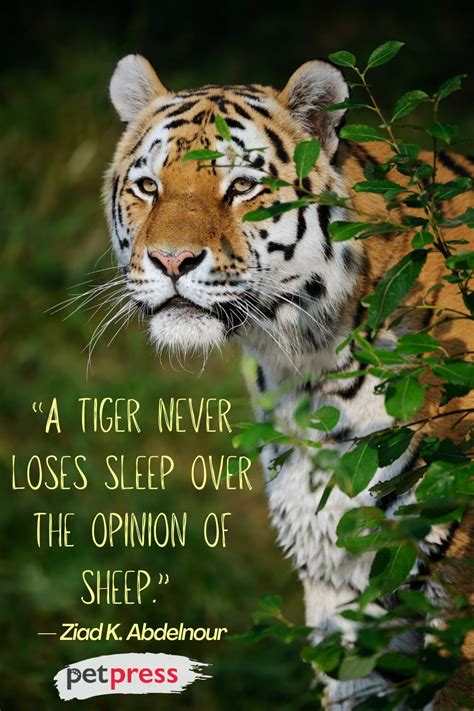 50 Best Tiger Quotes On Being Fierce And Strong Petpress