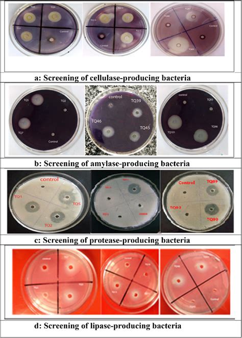 A Screening Of Cellulase Producing Bacteria B Screening Of