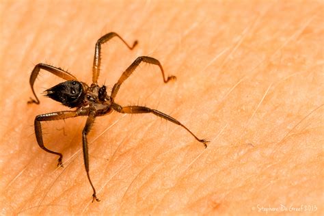 Bat Fly Nycteribiidae Sp1 Stéphane De Greef Flickr