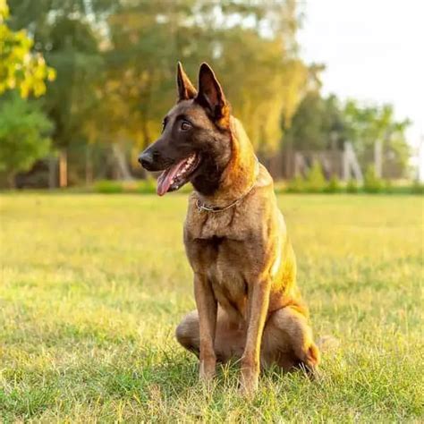 Belgian Malinois Dogs Breed Facts And Information