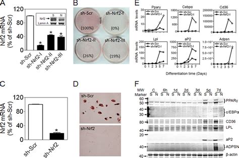 Stable Knockdown Of Nrf2 By ShRNA Lentivirus Suppresses Adipogenesis In