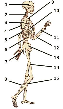 Anatomy Skeleton Quiz - Anatomical Charts & Posters