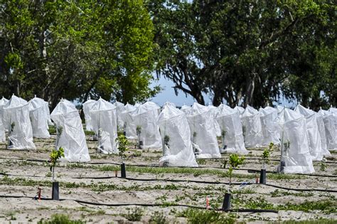 Fruit In Crisis Florida S Orange Groves Buffeted By Hurricane Disease