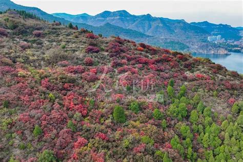 山东青州：红叶遍山野 风景美如画 人民图片网