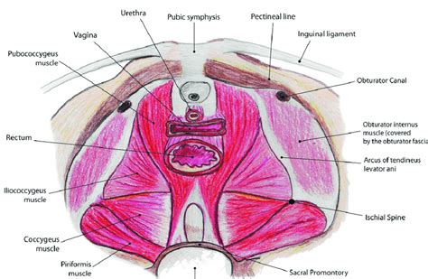 Tendinous Arch Of Pelvic Fascia