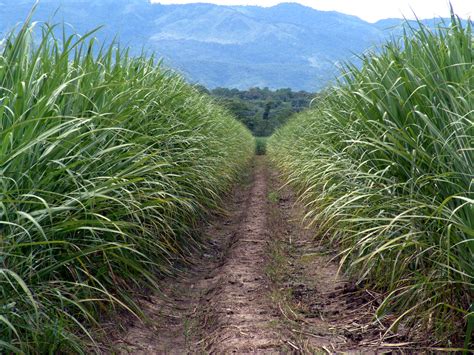 Nuevo precio del azúcar genera 11 centavos de pérdida por cada