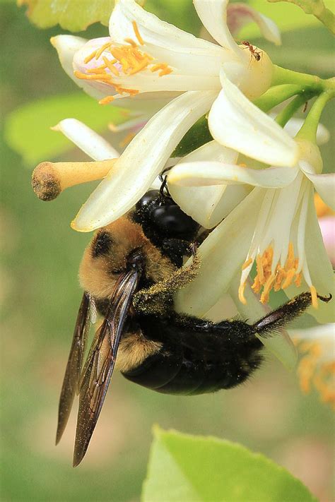 Carpenter Bee With Lemon Blossom Carpenter Bee Bee Lemon Blossoms