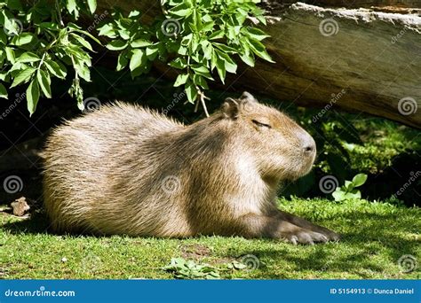 Capybara The Largest Living Rodent In The World Stock Image Image