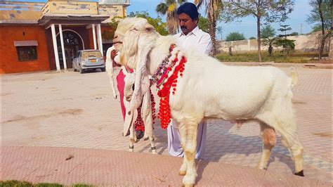 No Gulabi Goats Complete Documentary Youtube