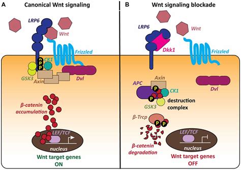 Frontiers Deficient Wnt Signaling And Synaptic Vulnerability In