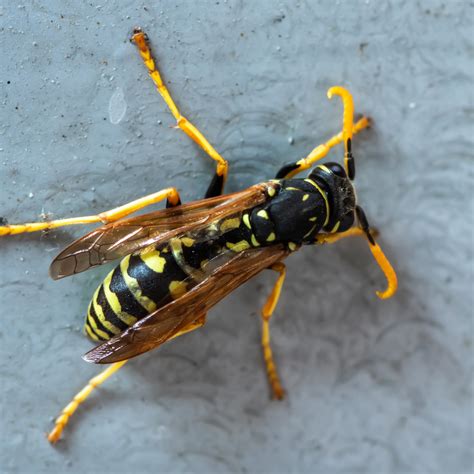 peach wasp grow a garden 5