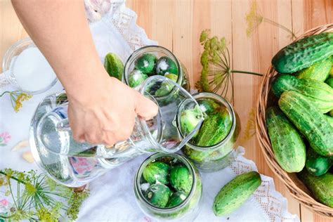 Cucumbers Preserving Pickling And Freezing Plantura