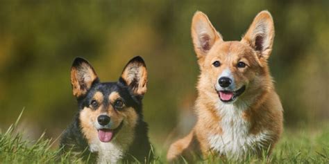 Welsh Corgi Pembroke Steckbrief Haltung Und Pflege