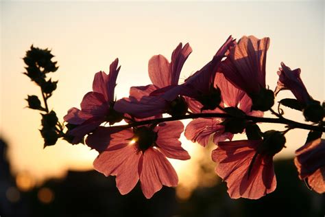 無料画像 木 自然 ブランチ 工場 日没 太陽光 朝 葉 花弁 春 赤 色 秋 植物学 フローラ シーズン