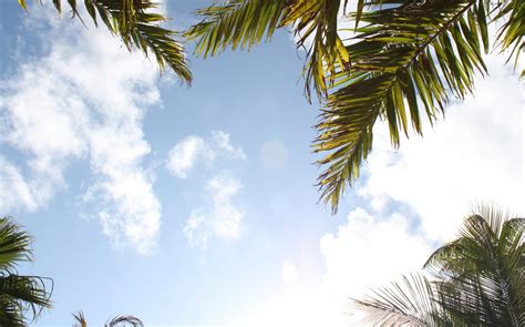 Free Images Landscape Coast Nature Outdoor Branch Sky Sun Palm Tree Sunlight Leaf