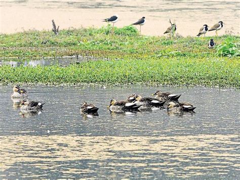 Ngt Pulls Up Govt For Failing To Protect Wetlands Hindustan Times