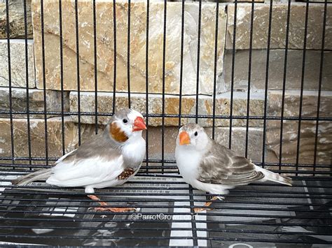 Penguin Zebra Finches For Sale