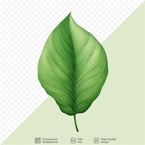 Dibujo De Hoja Verde Archivo PSD Premium