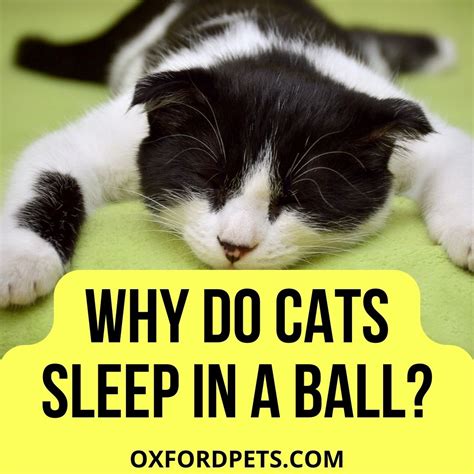 Why Do Cats Sleep In A Ball Factsheet Oxford Pets