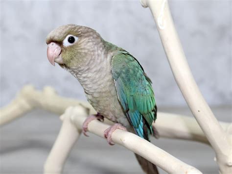 Cinnamon Green Cheek Conure