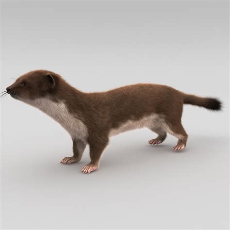 3d model weasel fur