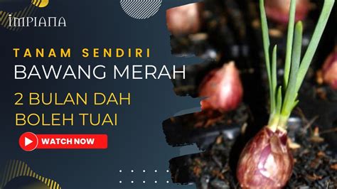 Tanam Sendiri Bawang Merah Bulan Dah Boleh Tuai Video Dailymotion