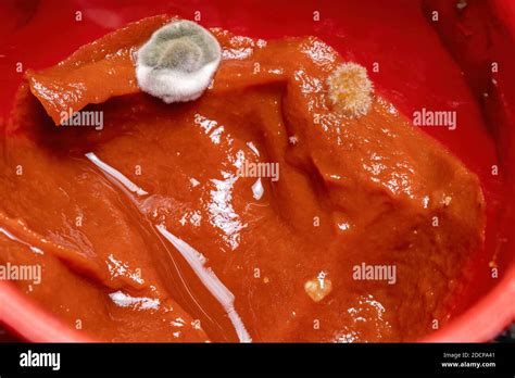 Moldy Tomato Sauce By Fungi Stock Photo Alamy