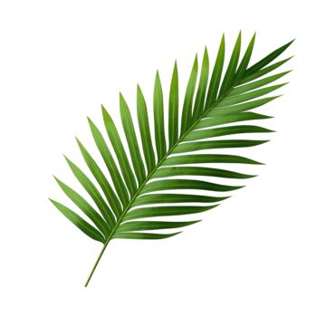 Green Tropical Branch Palm Leaf With Shadow Png File Palm Coconut