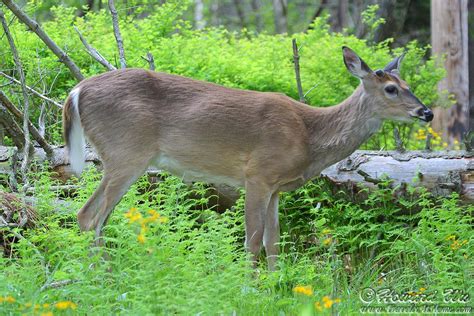 Shenandoah Wildlife - Traveler @ Home